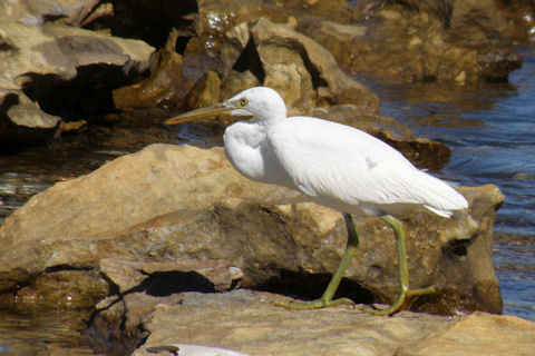 Eastern Reef Egret (Egretta sacra)